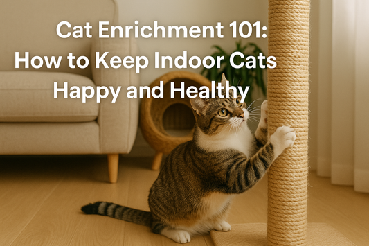 Cat Enrichment 101: How to Keep Indoor Cats Happy and Healthy
