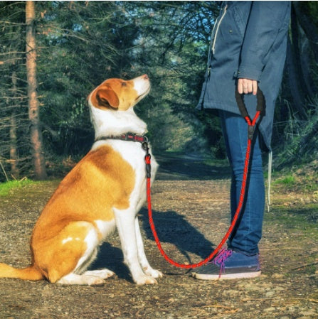 Laisse réfléchissante en nylon pour chien, idéale pour la marche, l'entraînement et la formation des petits et grands chiens.