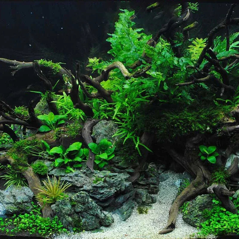 Natural Tree Trunk Aquarium Decoration Fish Tank Ornament Driftwood Cuckoo Roots Micro Landscape for Reptiles and Aquatic Decor