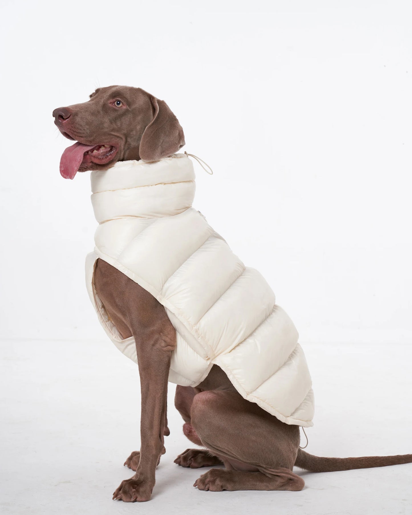PawDream Dog Clothes Raincoat For Small Big Dogs Wind Coat Windbreaker French Bulldog Hoodie For Dogs Clothes Jacket Chihuahua