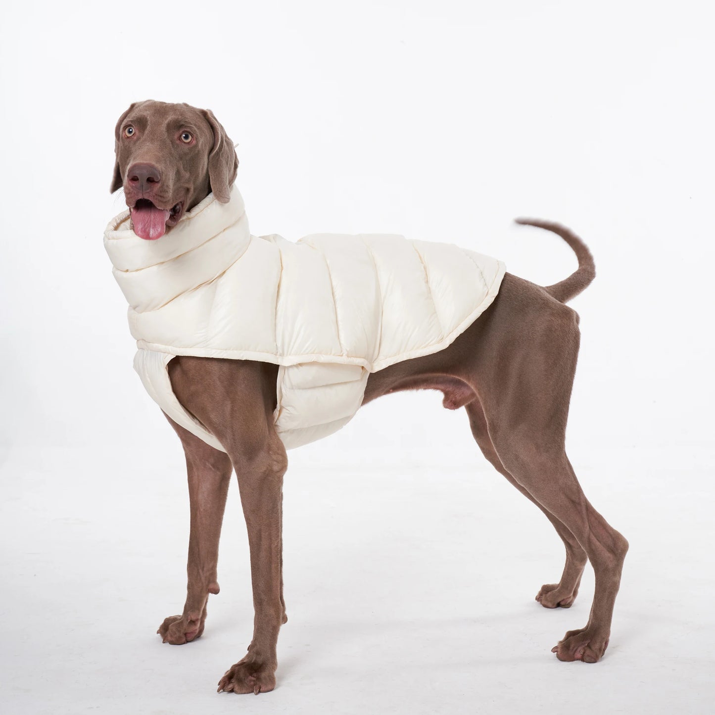 PawDream Dog Clothes Raincoat For Small Big Dogs Wind Coat Windbreaker French Bulldog Hoodie For Dogs Clothes Jacket Chihuahua
