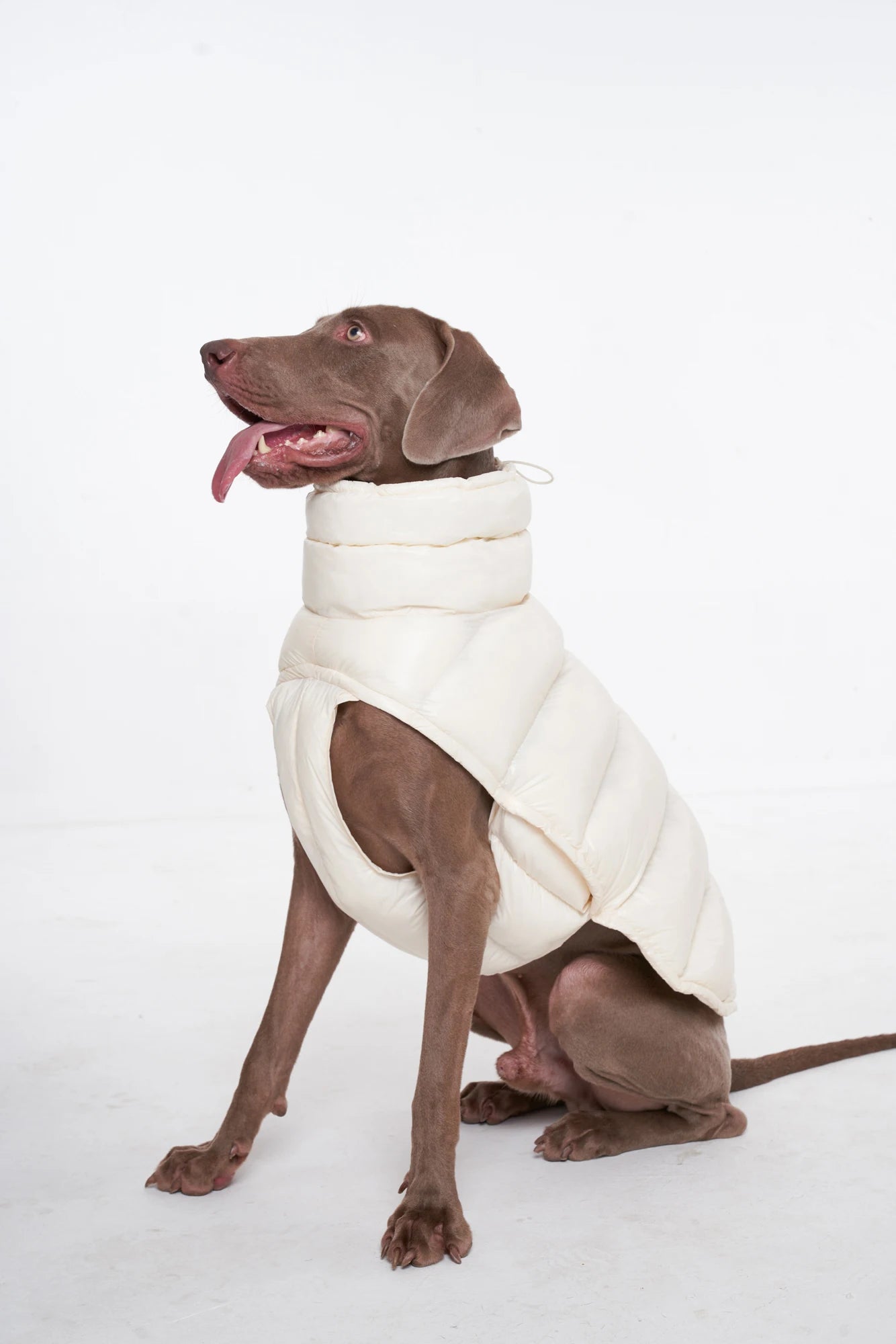 PawDream Dog Clothes Raincoat For Small Big Dogs Wind Coat Windbreaker French Bulldog Hoodie For Dogs Clothes Jacket Chihuahua