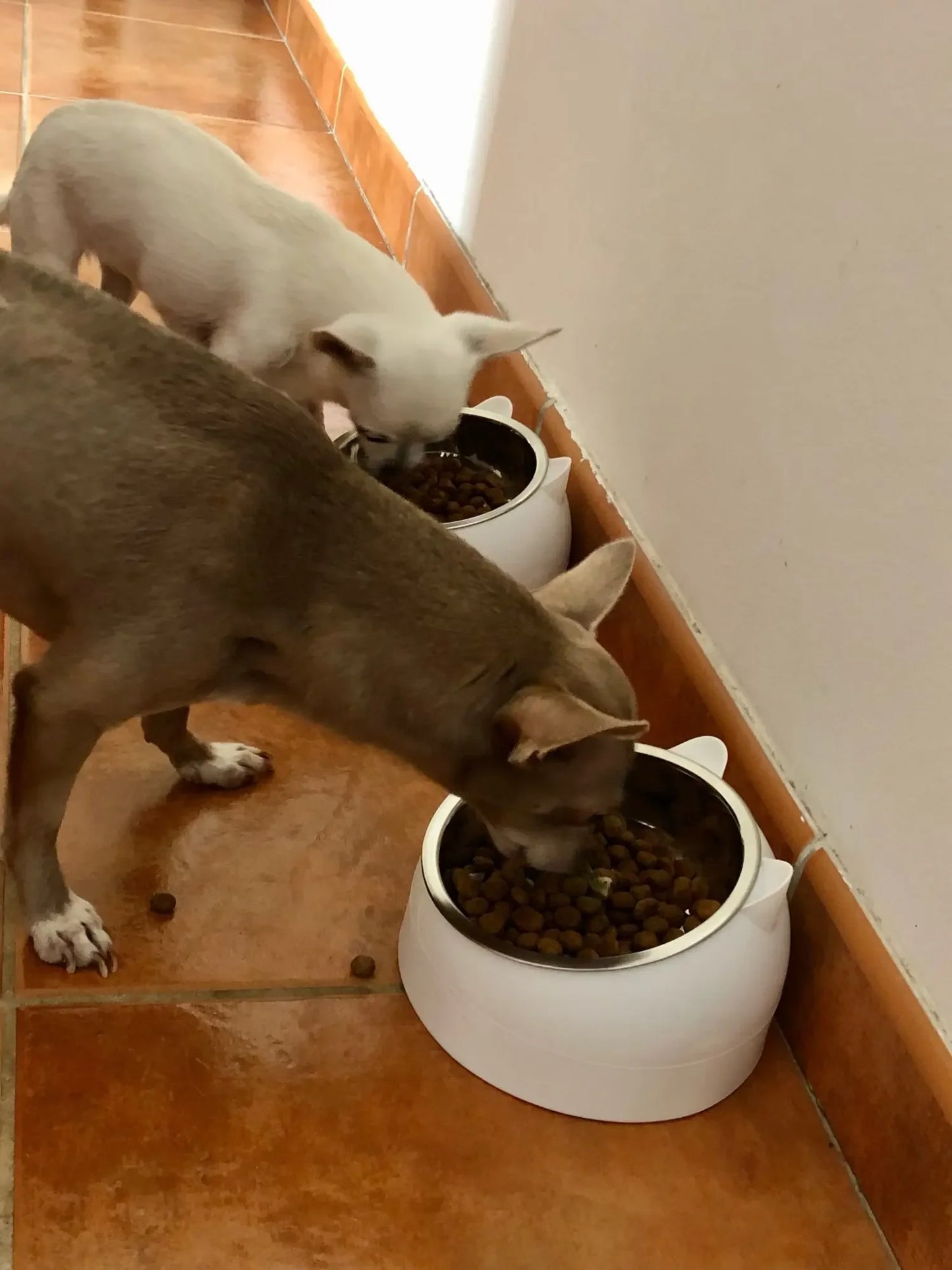 Stainless Steel Cats Food Bowls Non-slip Crash Pets Bowls Lovely Inclined Kitten Puppy Food Drinking Water Feeder Premium Design